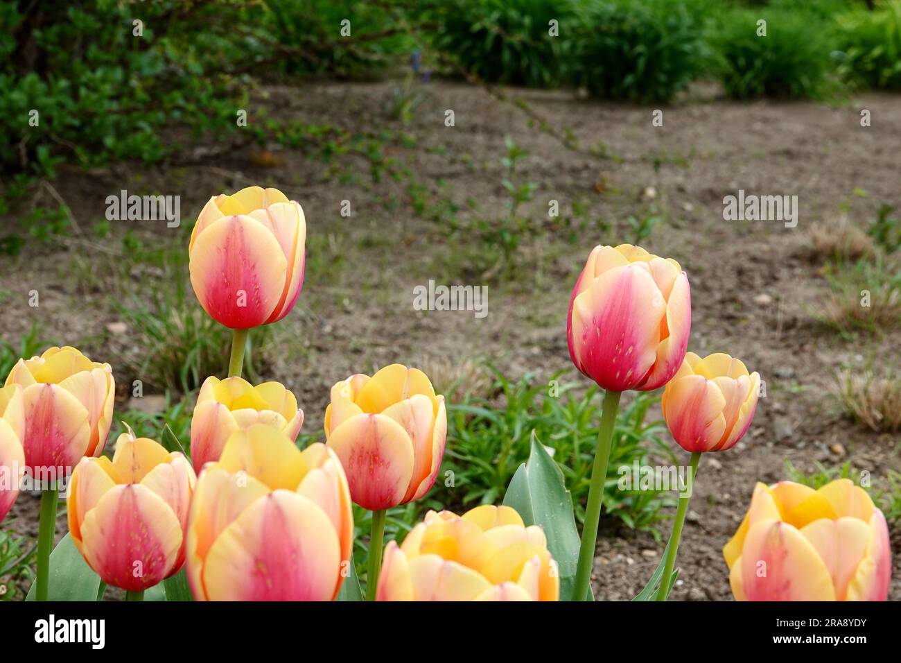 A bed of flowering pink and orange tulips of the Marit variety. Beautifully blooming flowers, spring concept. Close-up photo. Stock Photo