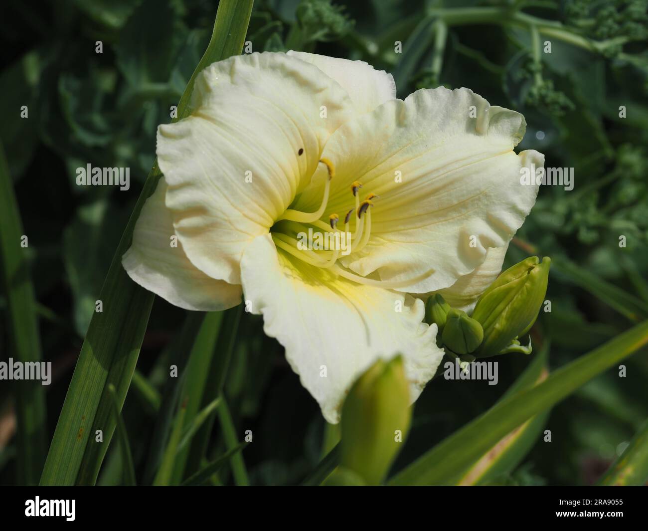 Yellow Hemerocallis daylily flower, variety Cool It Stock Photo