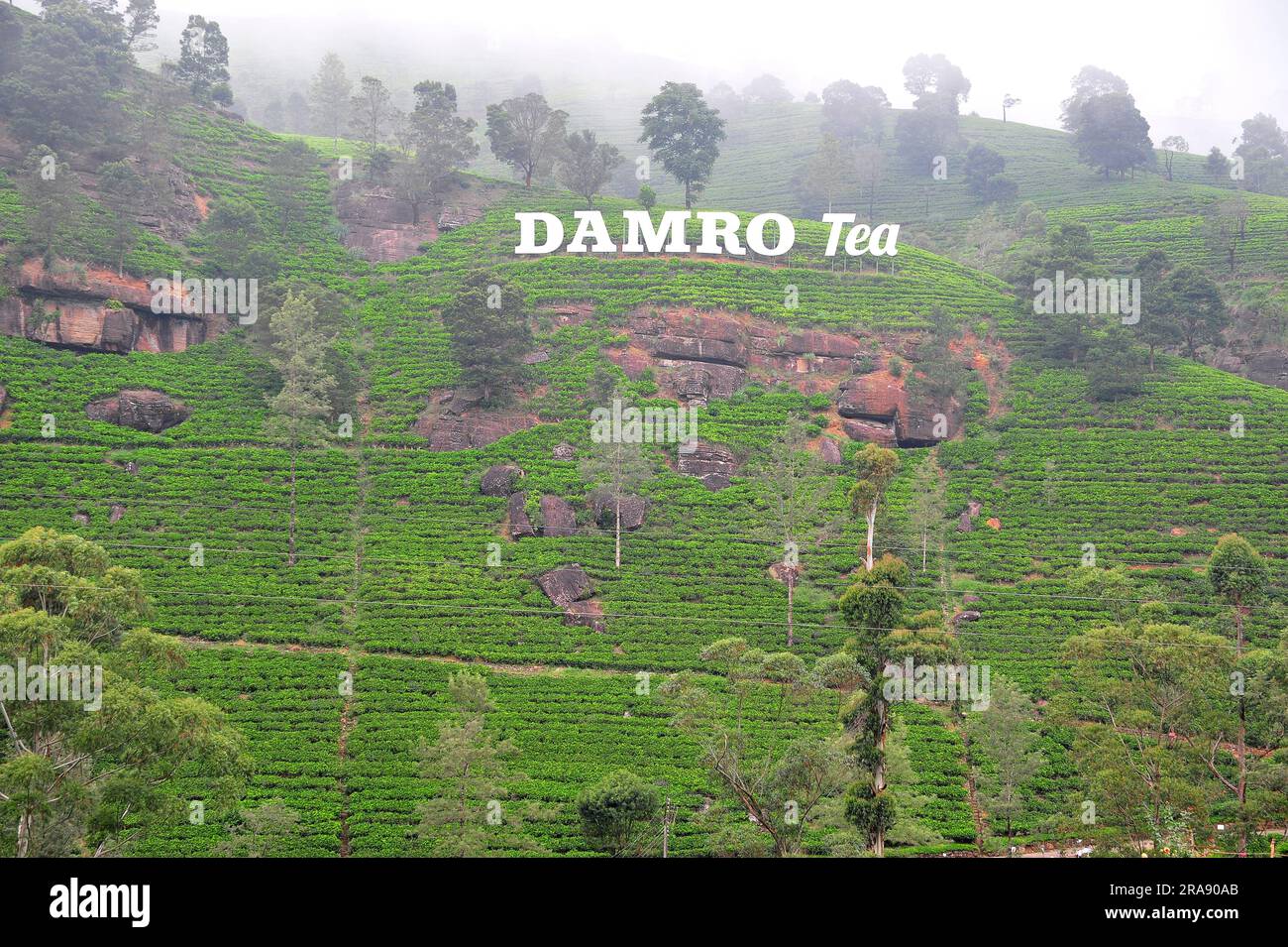 Damro Tea Estate, Nuwara Eliya District, Sri Lanka Stock Photo Alamy