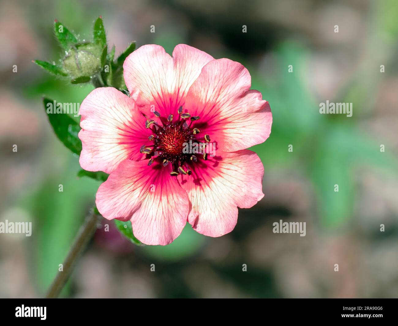 Closeup of a Potentilla nepalensis flower, variety Roxana Stock Photo