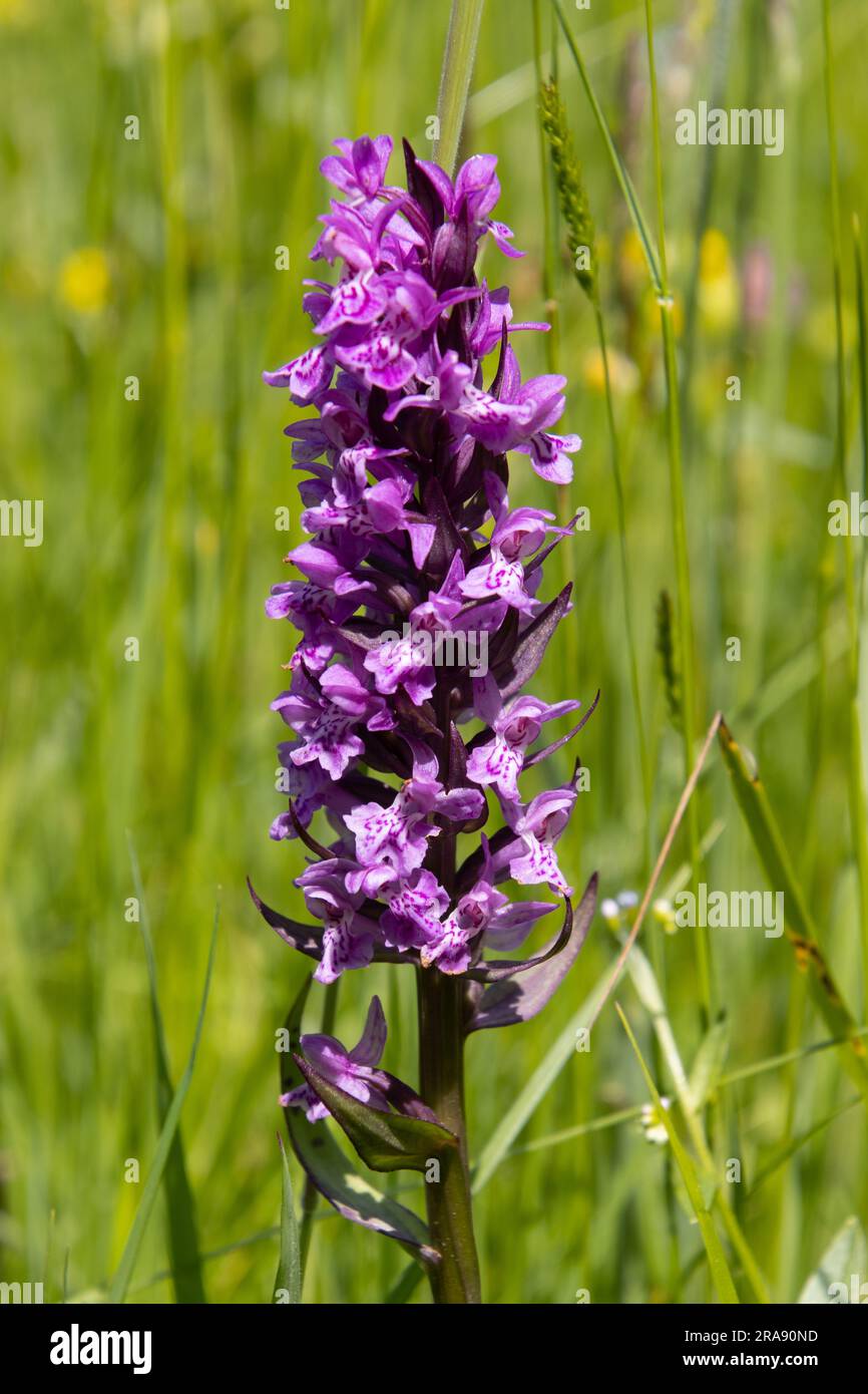Western marsh orchid also called Dactylorhiza majalis or Knabenkraut Stock Photo