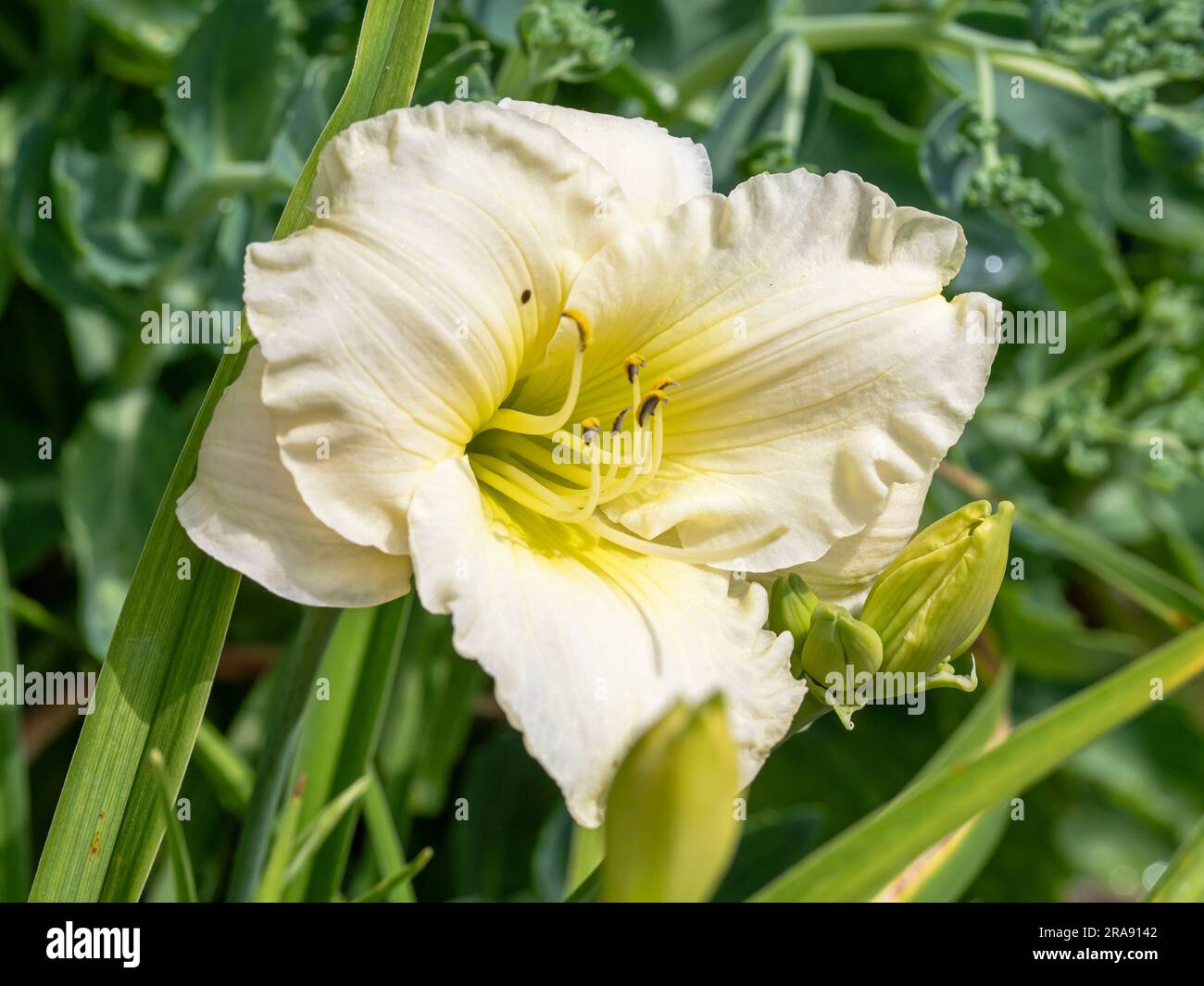 Yellow Hemerocallis daylily flower, variety Cool It Stock Photo
