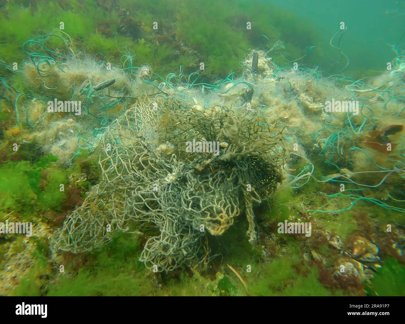 Lost fishing net lies on seabed in green algae Ulva on bright sunny day in sun glare in Black sea, Ghost gear pollution of Seas and Ocean, Black Sea, Stock Photo
