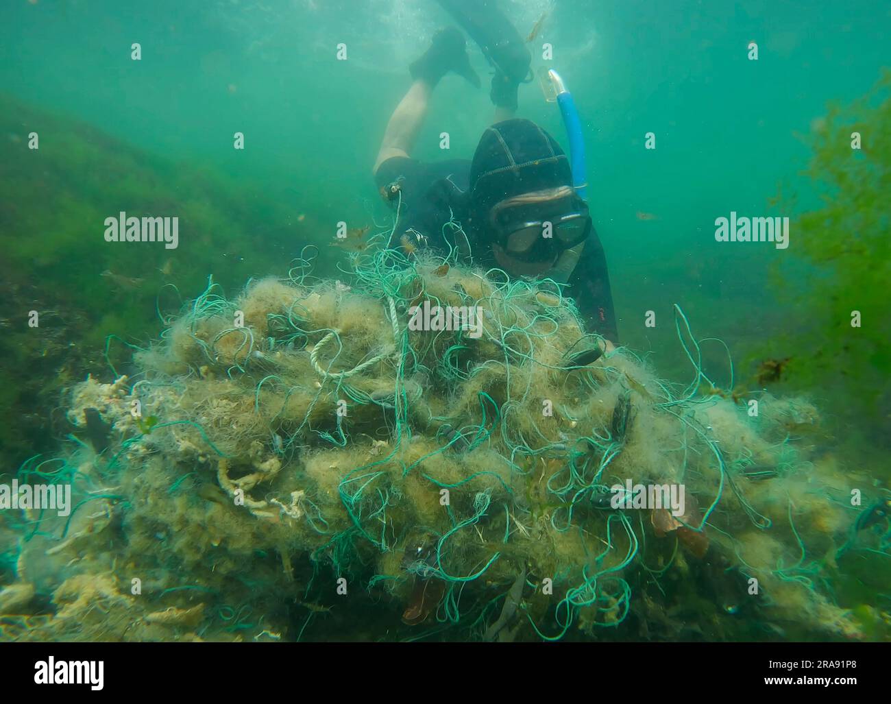Freediver picks up lost fishing net lies on green algae in sun glare on shallow water in Black sea, Ghost gear pollution of Ocean, Black sea, Odessa, Stock Photo