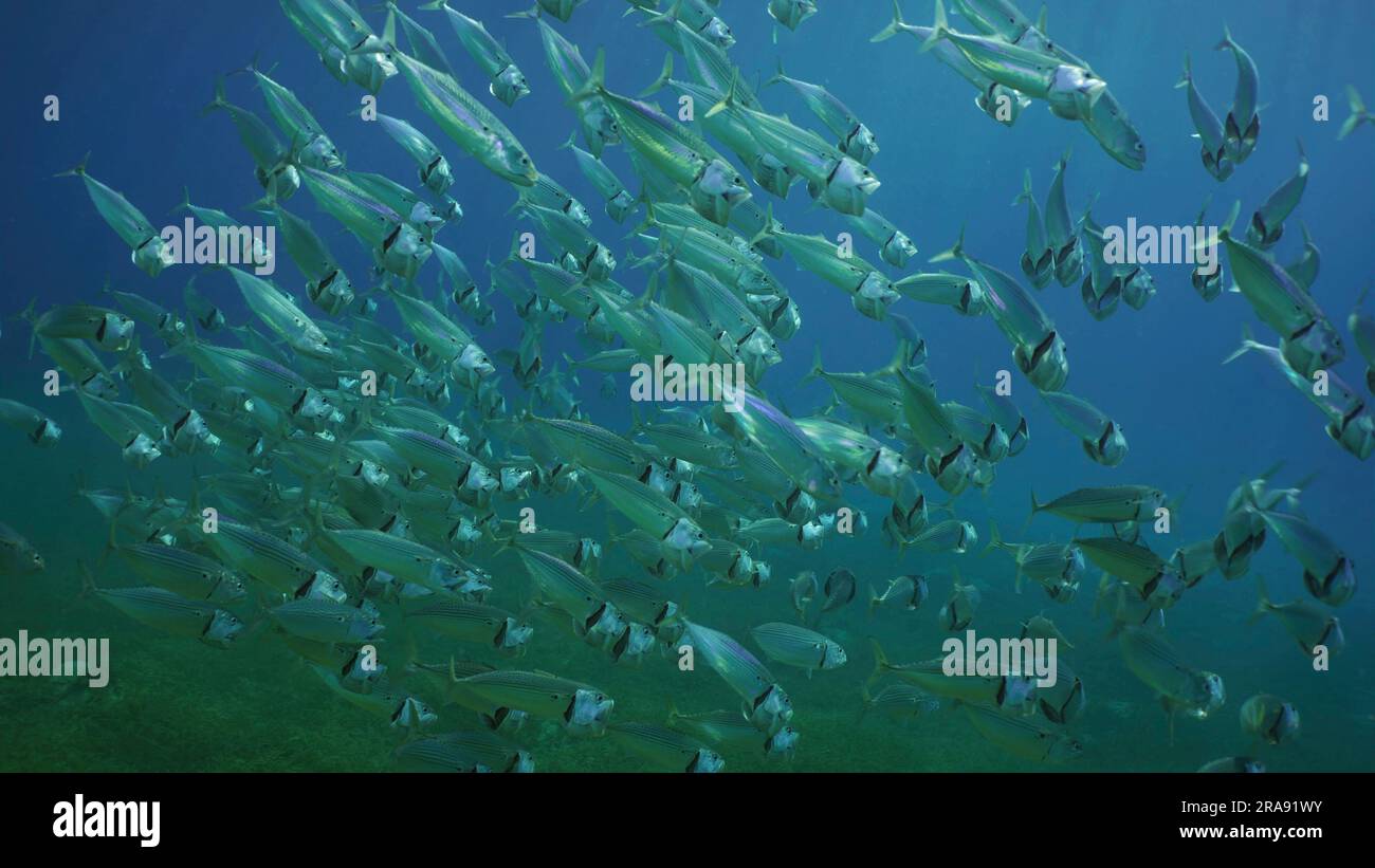 Top view on shoal of Striped Mackerel or Indian Nackerel (Rastrelliger kanagurta) swimming with open mouths filtering for plankton on sunny day on sea Stock Photo