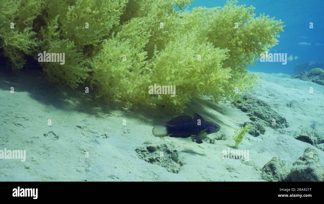 Blue White-barred Goby (Amblygobius Semicinctus, Amblygobius phalaena) swims near Soft coral Yellow Broccoli (Litophyton arboreum) on sandy seabed on Stock Photo