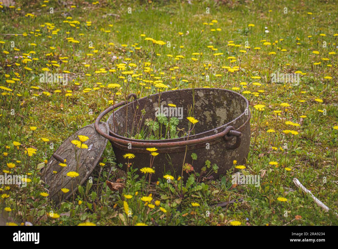 Rusty abandoned pot with flowers growing from the inside and around, in ...