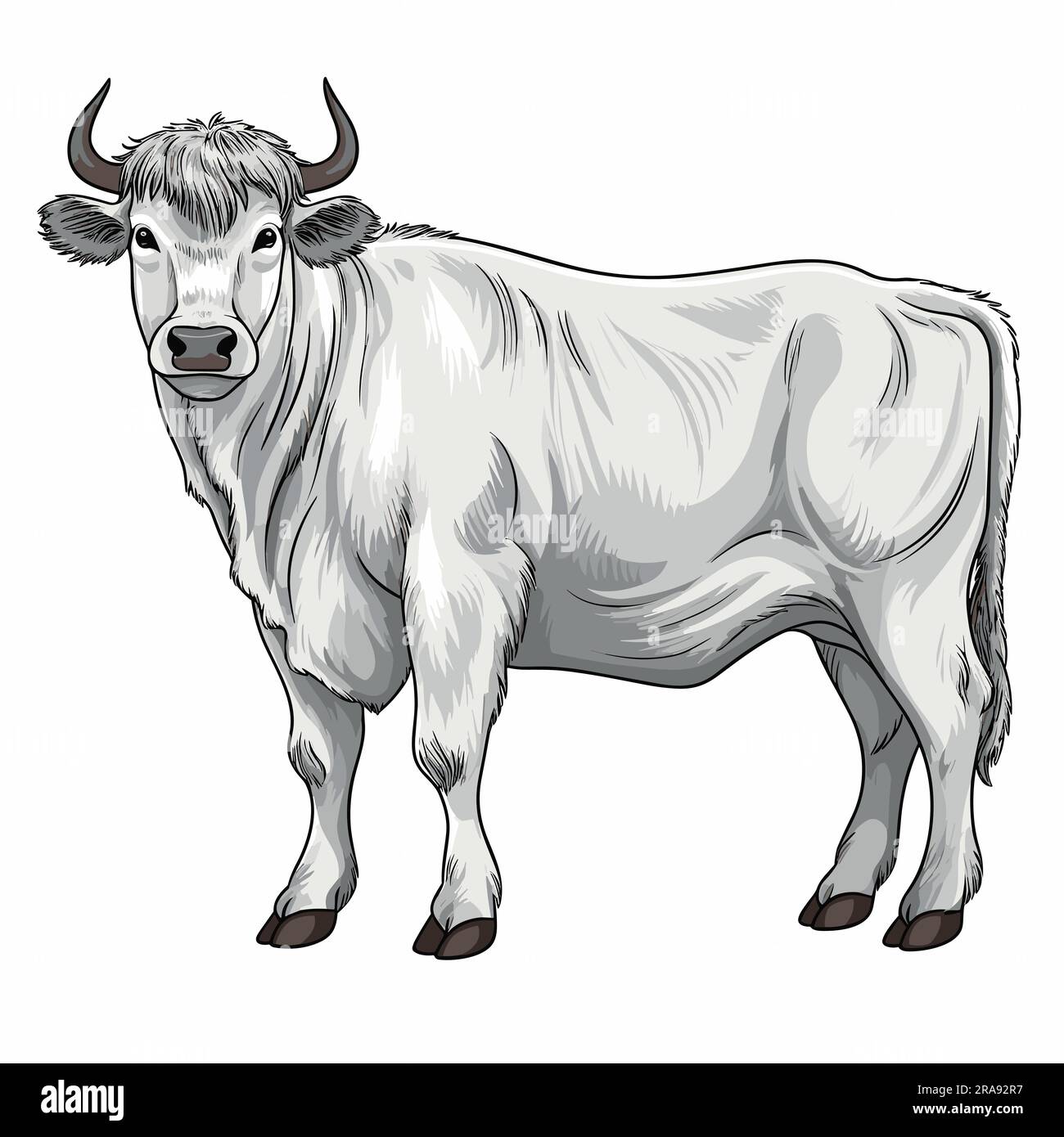 Bullock. Bullock hand-drawn illustration. Vector doodle style cartoon  illustration Stock Vector Image & Art - Alamy