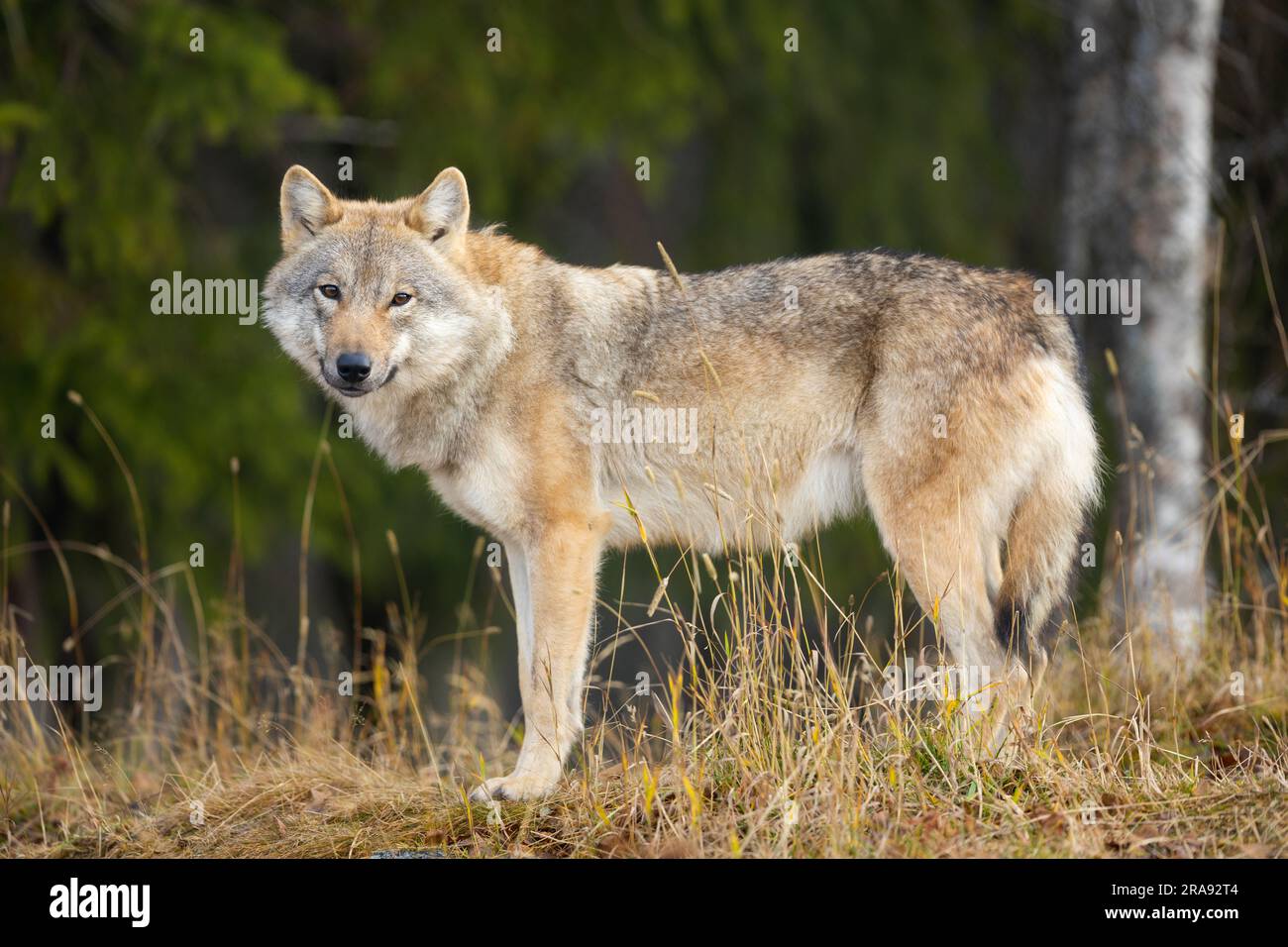 Young female grey wolf standing in the forest Stock Photo - Alamy