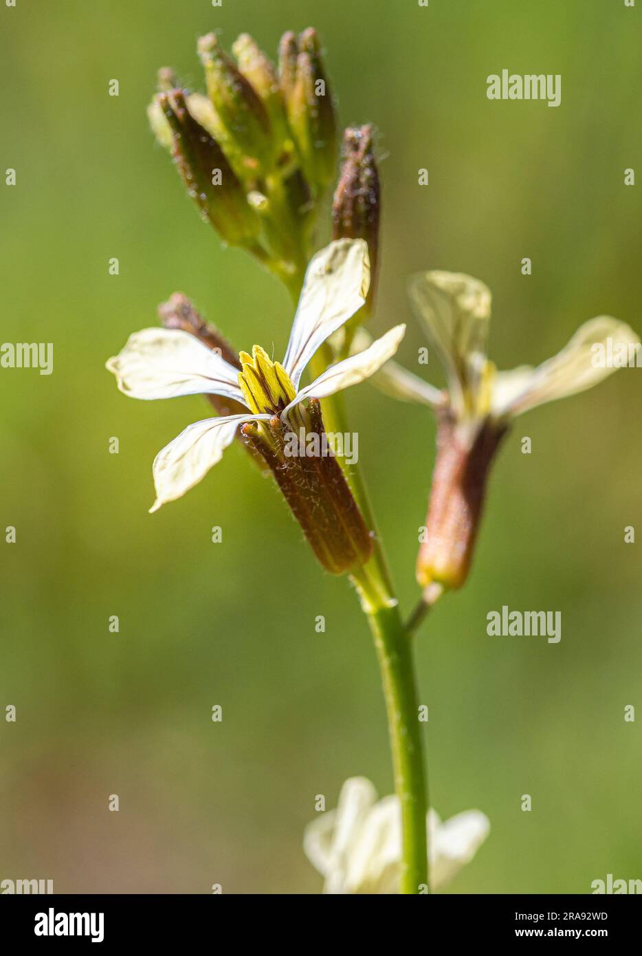 Open flower of the Eruca vesicaria plant on a sunny morning. Stock Photo
