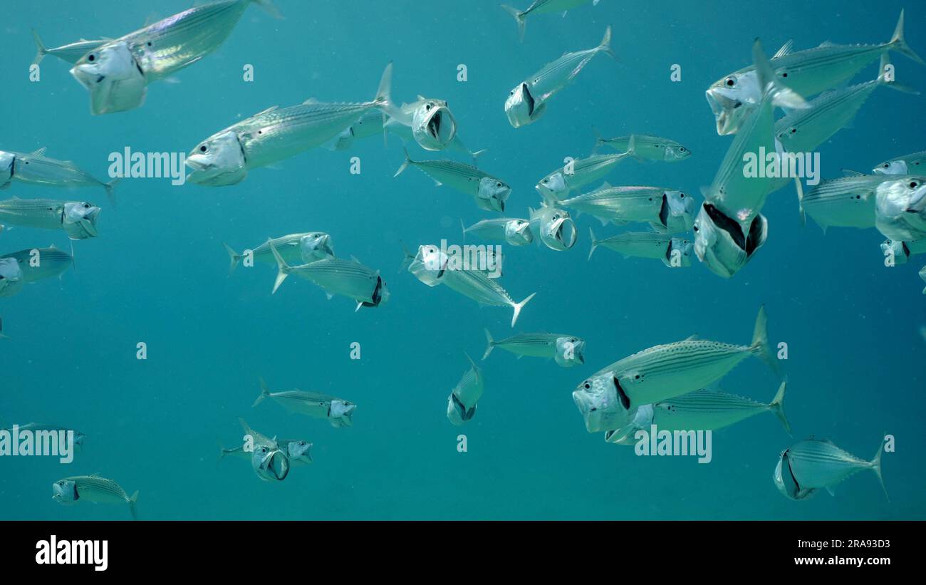 Red Sea, Egypt. 24th June, 2023. Shoal of Striped Mackerel or Indian Nackerel (Rastrelliger kanagurta) swims in blue water with open mouths filtering for plankton on sunny day in sunrays, Red sea, Safaga, Egypt (Credit Image: © Andrey Nekrasov/ZUMA Press Wire) EDITORIAL USAGE ONLY! Not for Commercial USAGE! Stock Photo