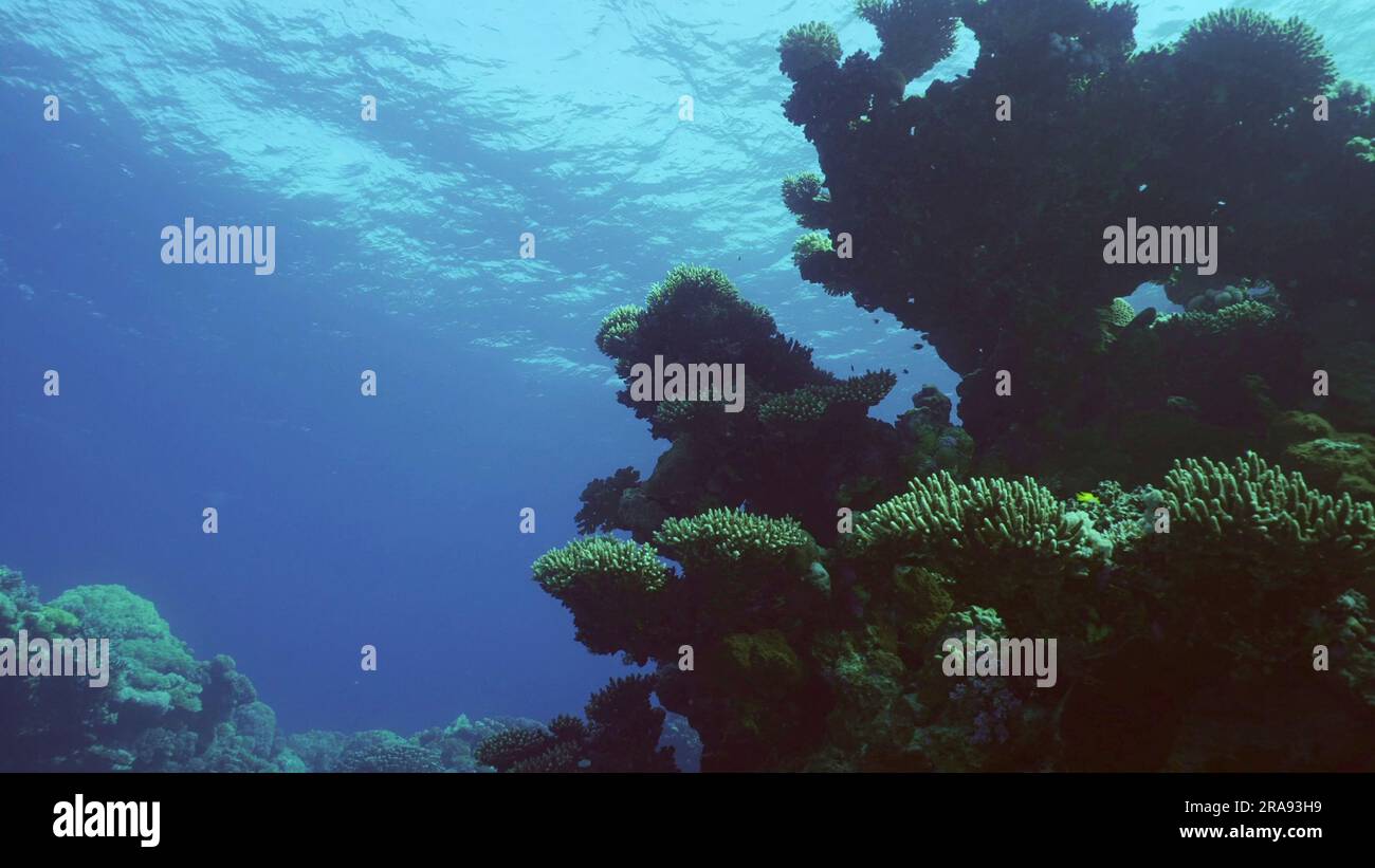 Zumar Fish Red Sea, Egypt. 24th June, 2023. Beautiful tropical coral reef in coral ...