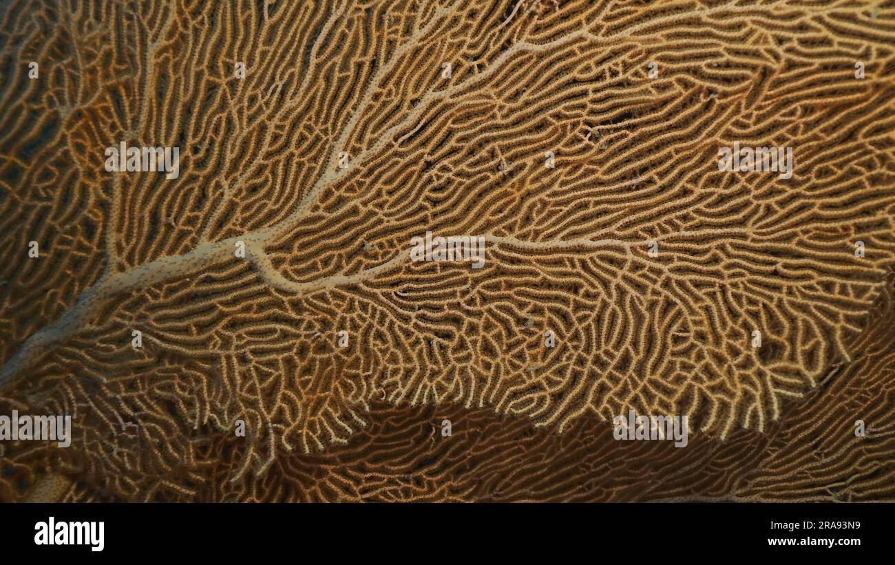 Red Sea, Egypt. 24th June, 2023. Close up of soft coral Giant Gorgonian or Sea fan (Subergorgia mollis) in coral garden at sea depth, Red sea, Safaga, Egypt (Credit Image: © Andrey Nekrasov/ZUMA Press Wire) EDITORIAL USAGE ONLY! Not for Commercial USAGE! Stock Photo