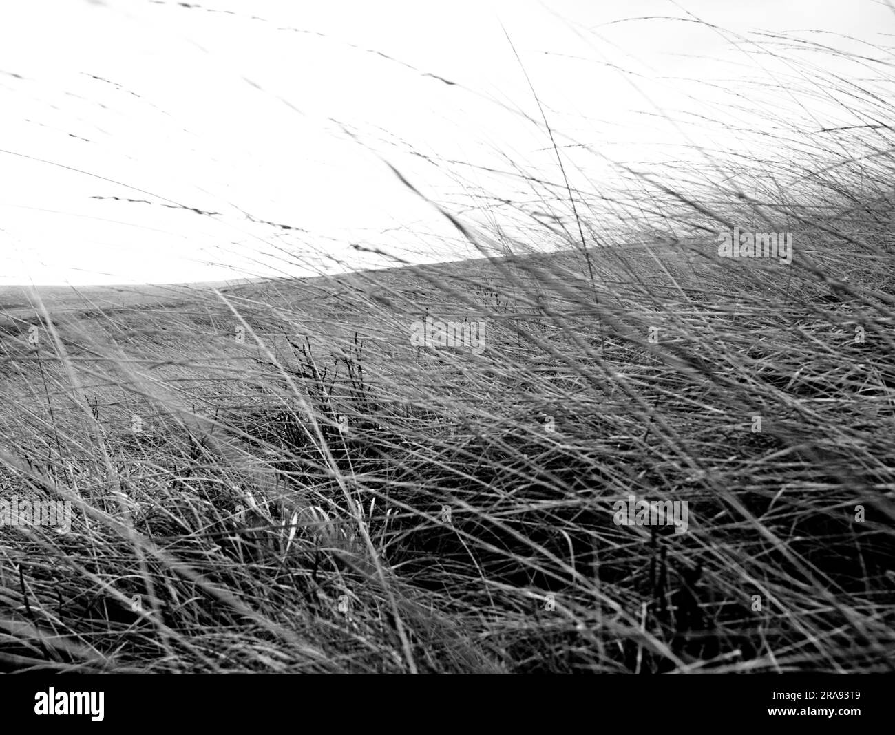 Grasses blowing in the wind Black and White Stock Photos & Images - Alamy
