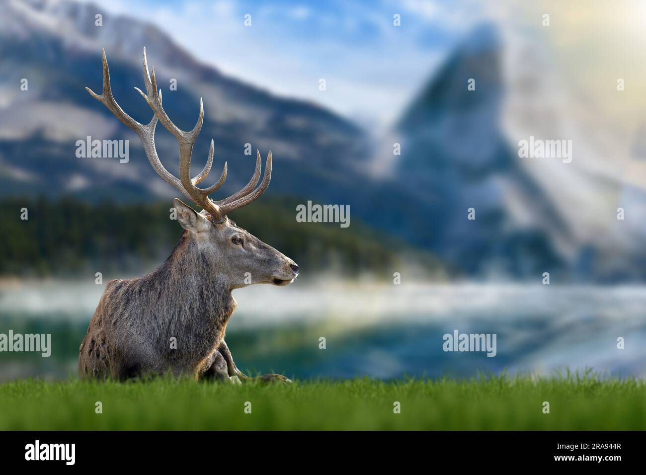 Red Deer View Majestic red deer in grass on lake and mountain background. Animal in ...