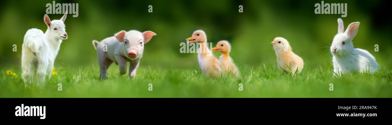 Five baby farm animals in green summer grass Stock Photo