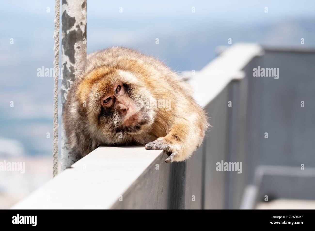 A monkey resting on a ledge at the top of the rock of Gibraltar. The monkeys are Barbary Apes and have colonised the rock area Stock Photo