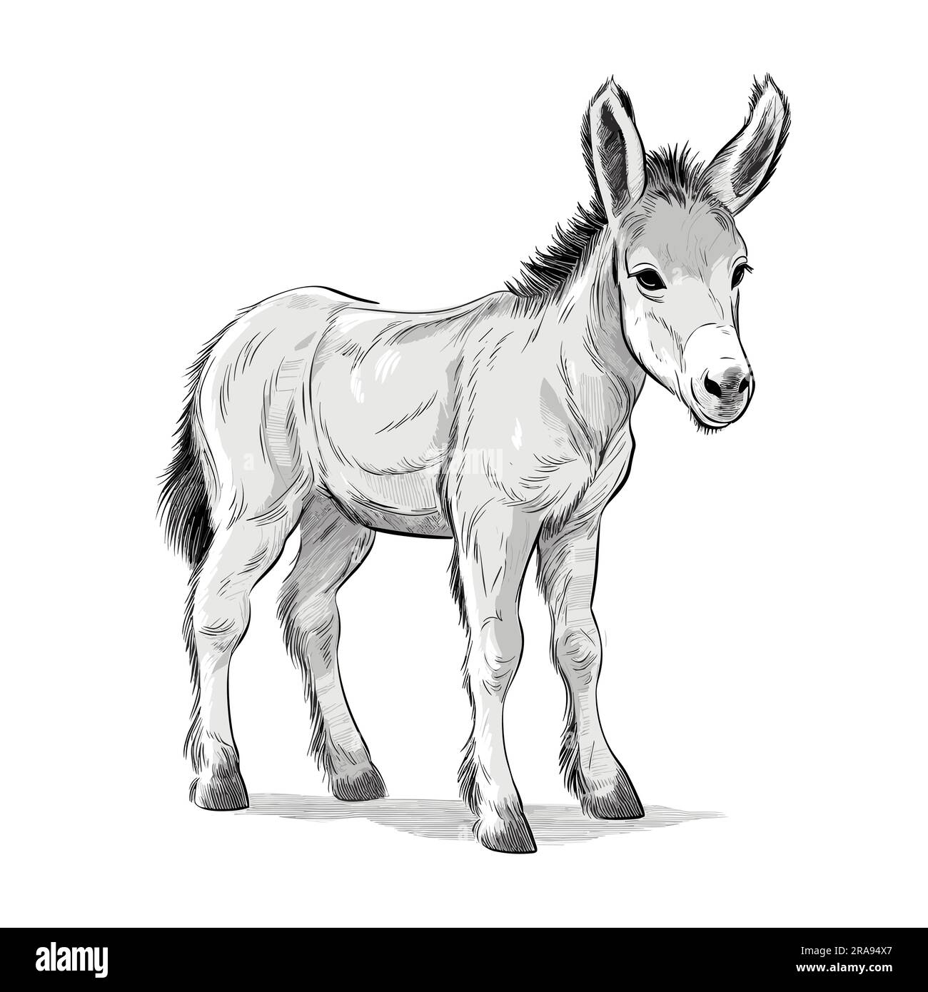 Donkey foal. Donkey foal hand-drawn illustration. Vector doodle style ...