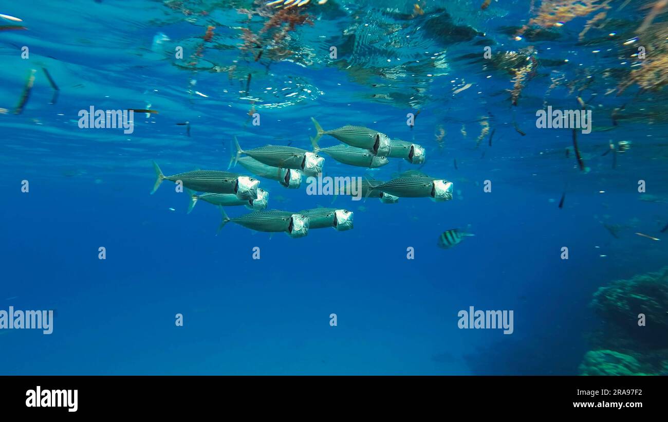 Shoal of mackerel fish and other tropical fish feed below surface of water among drifting algae, debris and plastic, Red sea, Egypt Stock Photo