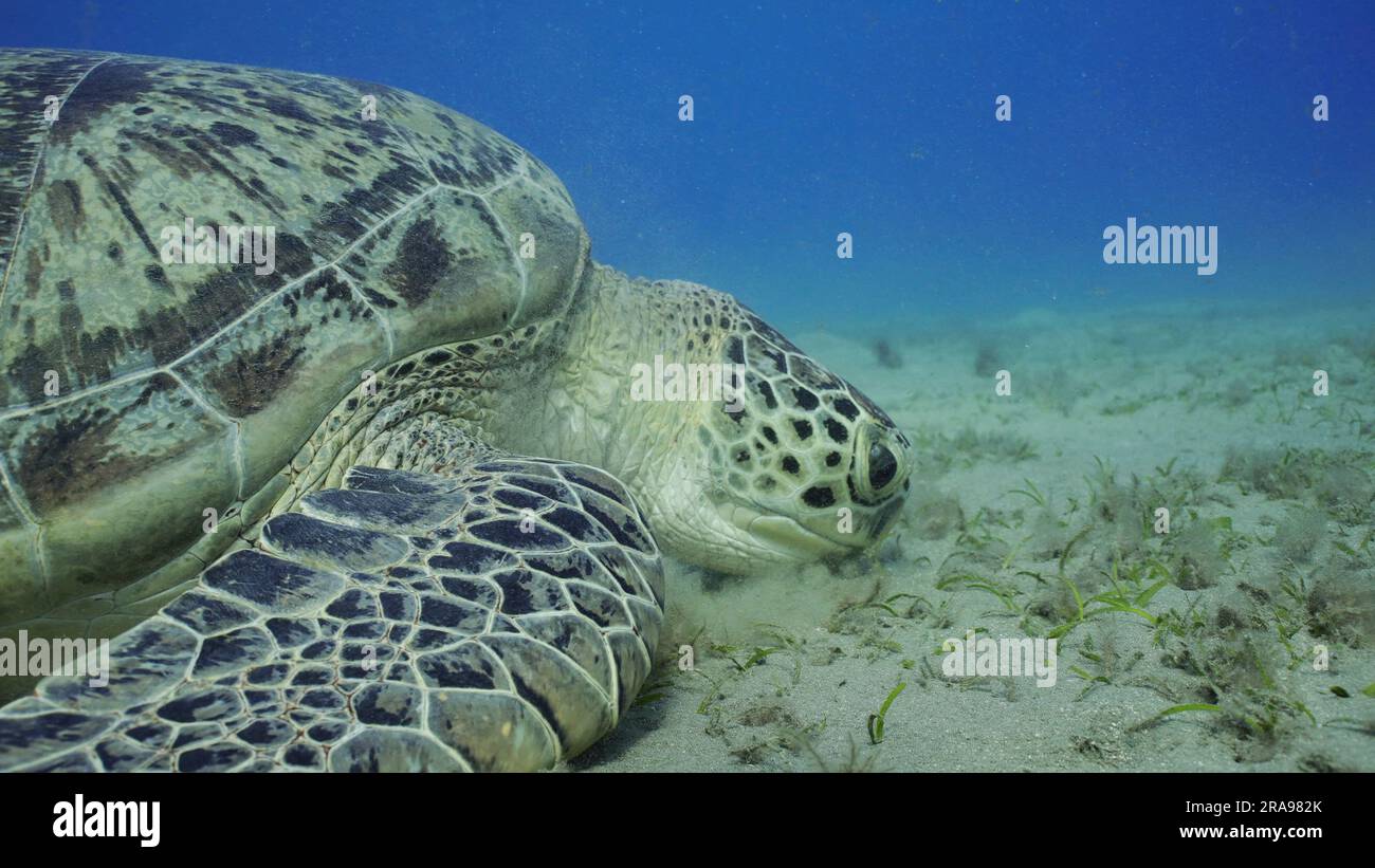 Turtle Inmotion Portrait of Sea turtle grazing on the seaseabed, slow motion. Great ...