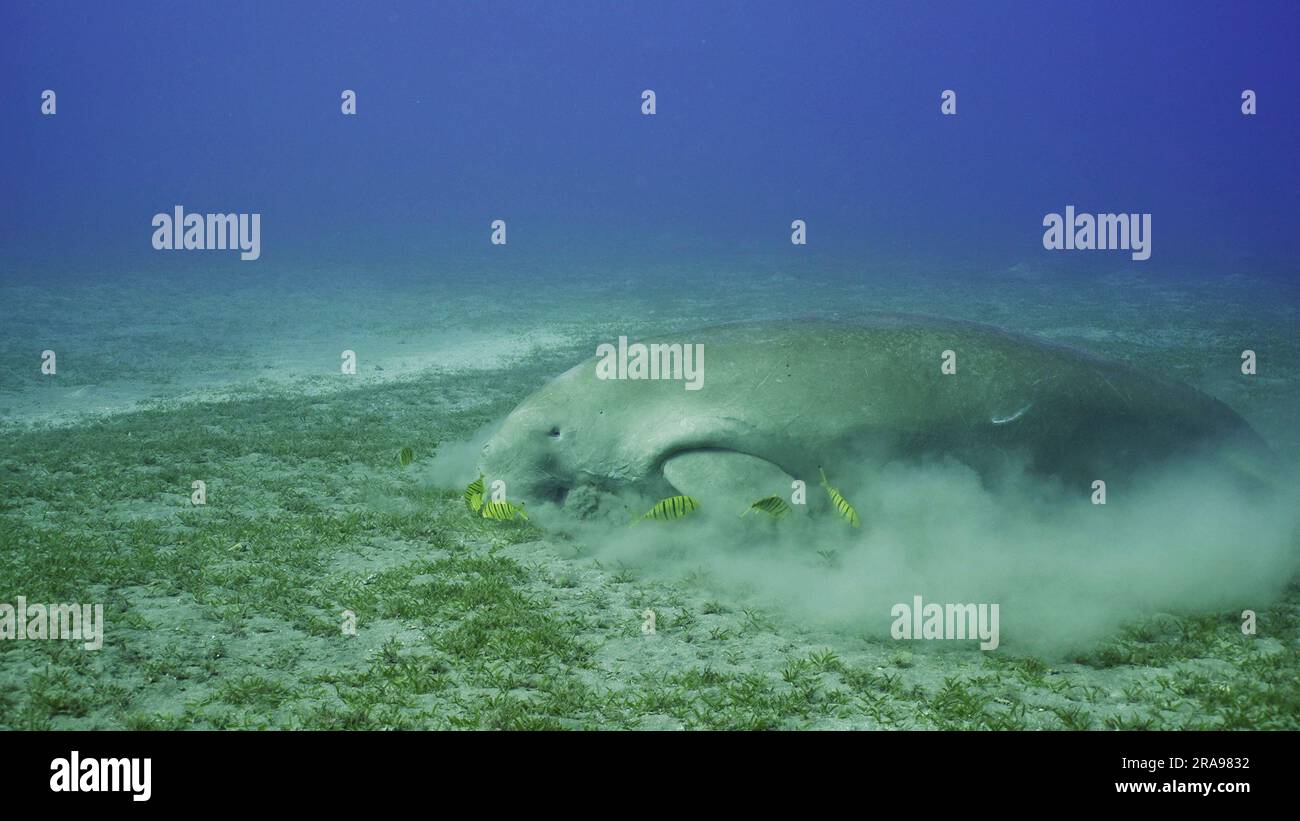 Sea Cow eating algae on seagrass meadow. Dugong (Dugong dugon
