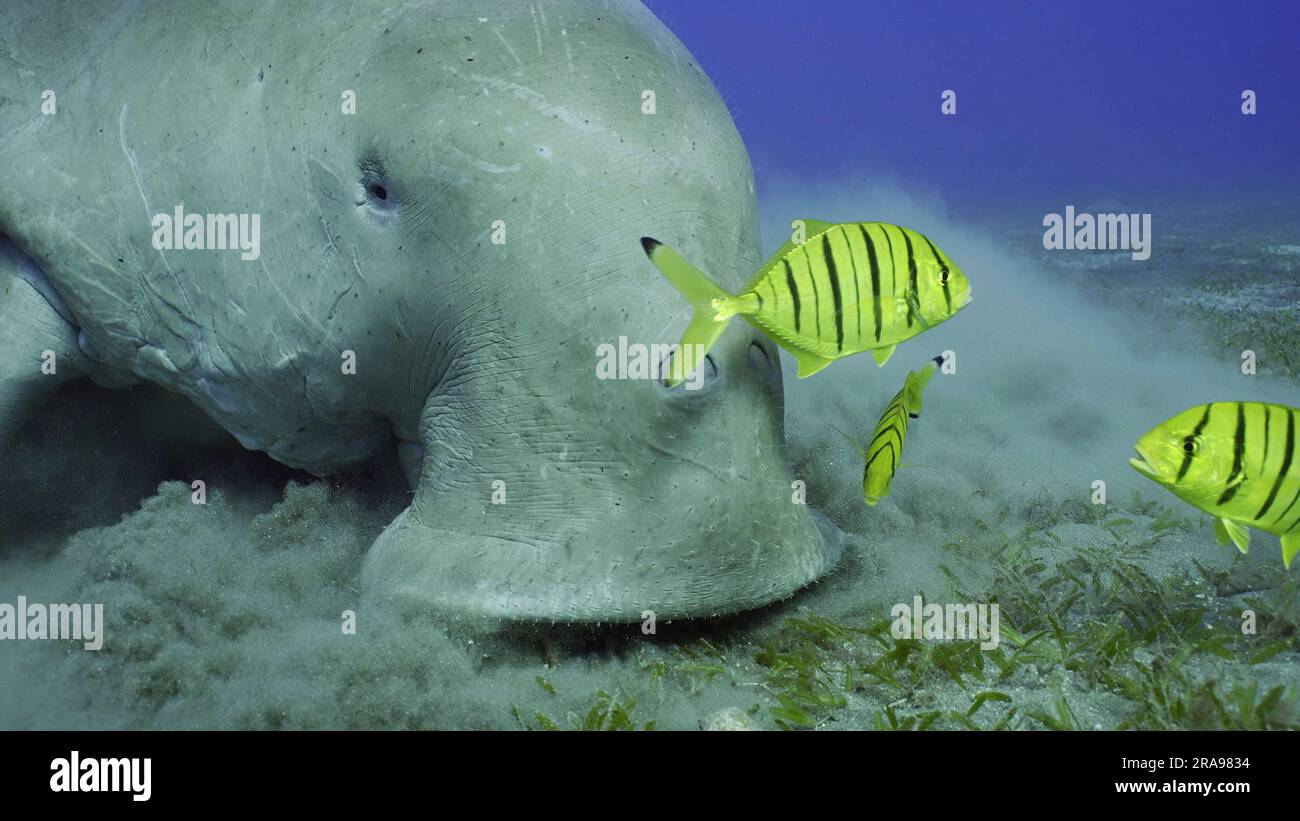 Portrait of Sea Cow eating algae on seagrass meadow. Dugong (Dugong