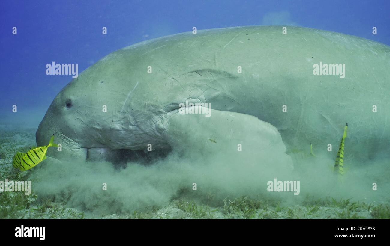 Sea Cow eating algae on seagrass meadow. Dugong (Dugong dugon