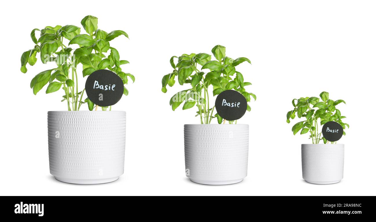 Basil growing in pots isolated on white, different sizes Stock Photo