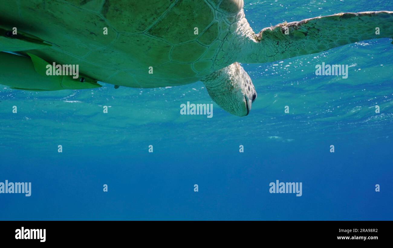 Bottom view of Great Green Sea Turtle (Chelonia mydas) is resting on ...