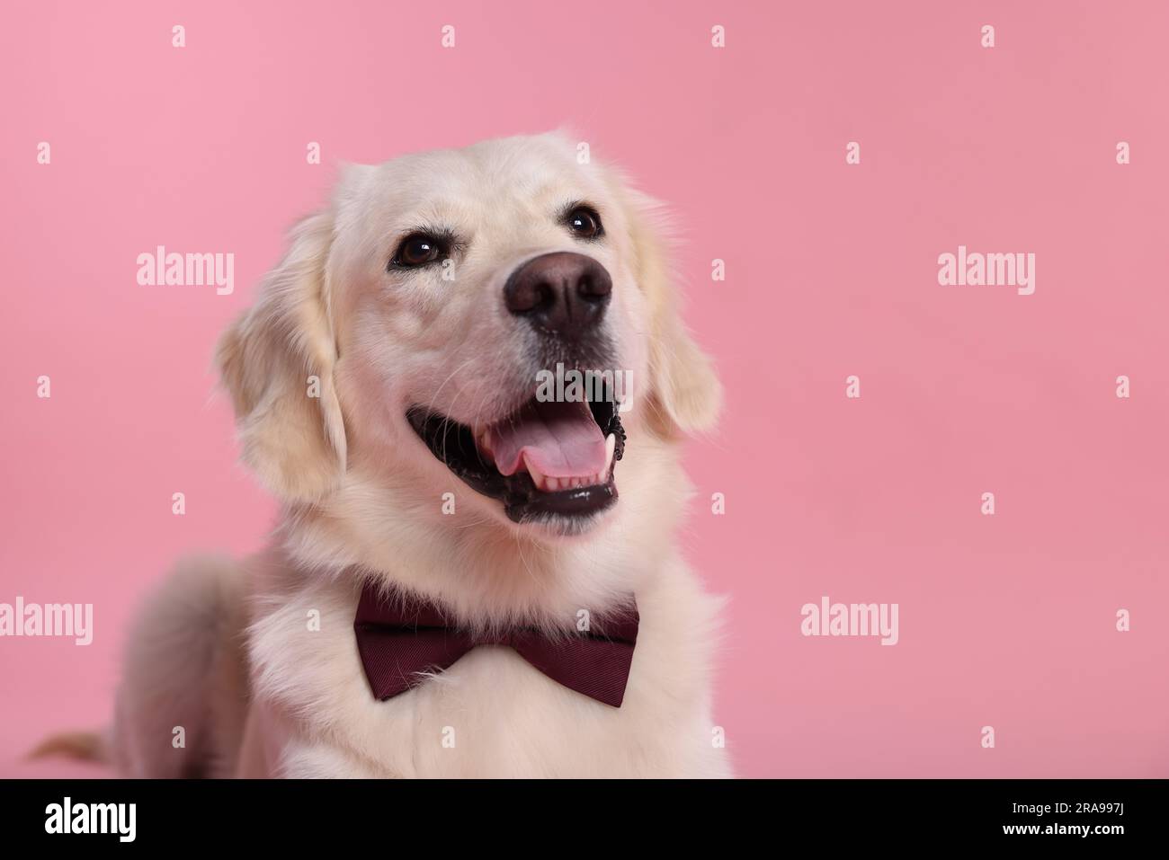 Cute Labrador Retriever with stylish bow tie on pink background. Space ...