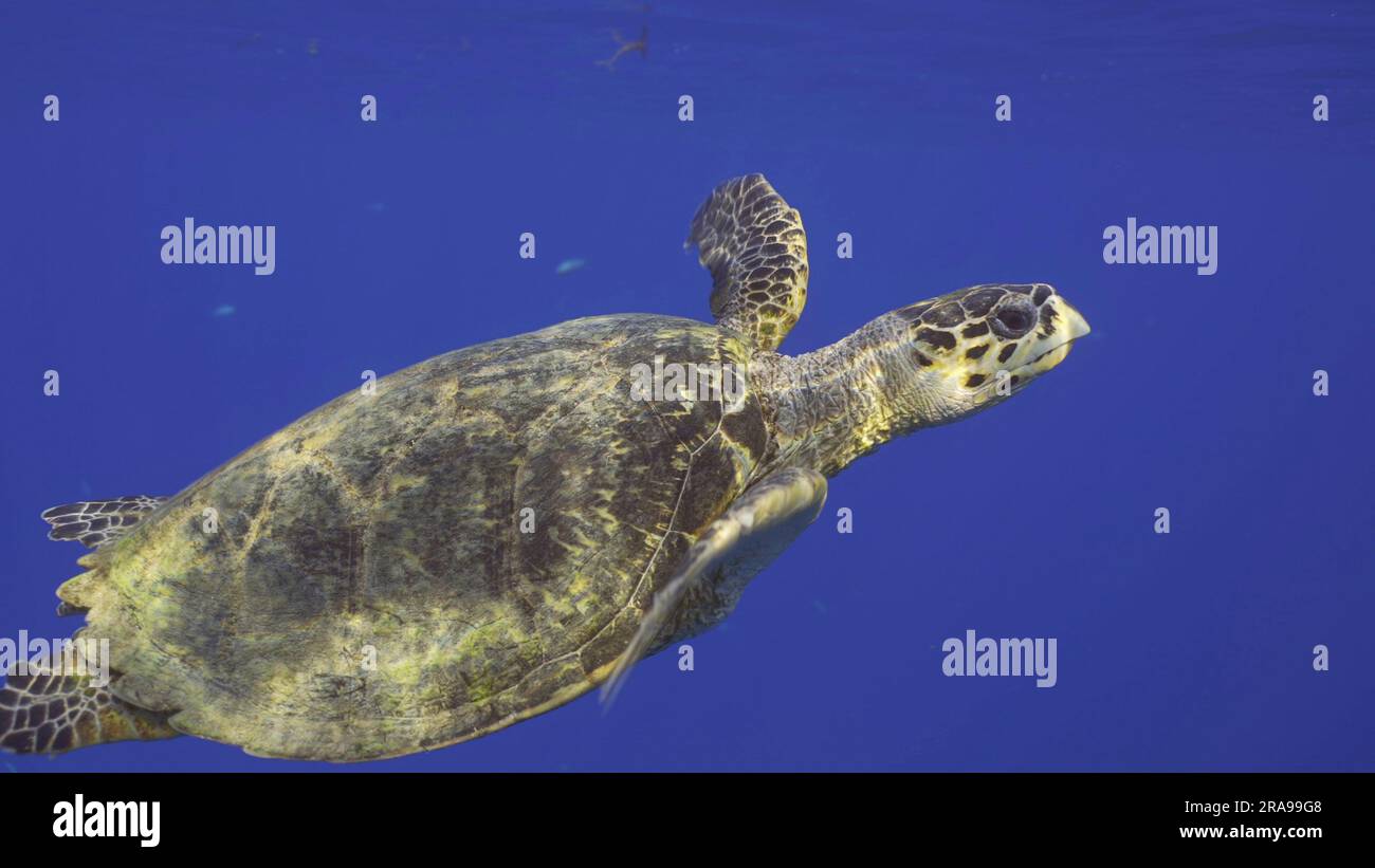 June 17, 2023, Red Sea, Egypt: Hawksbill Sea Turtle or Bissa ...