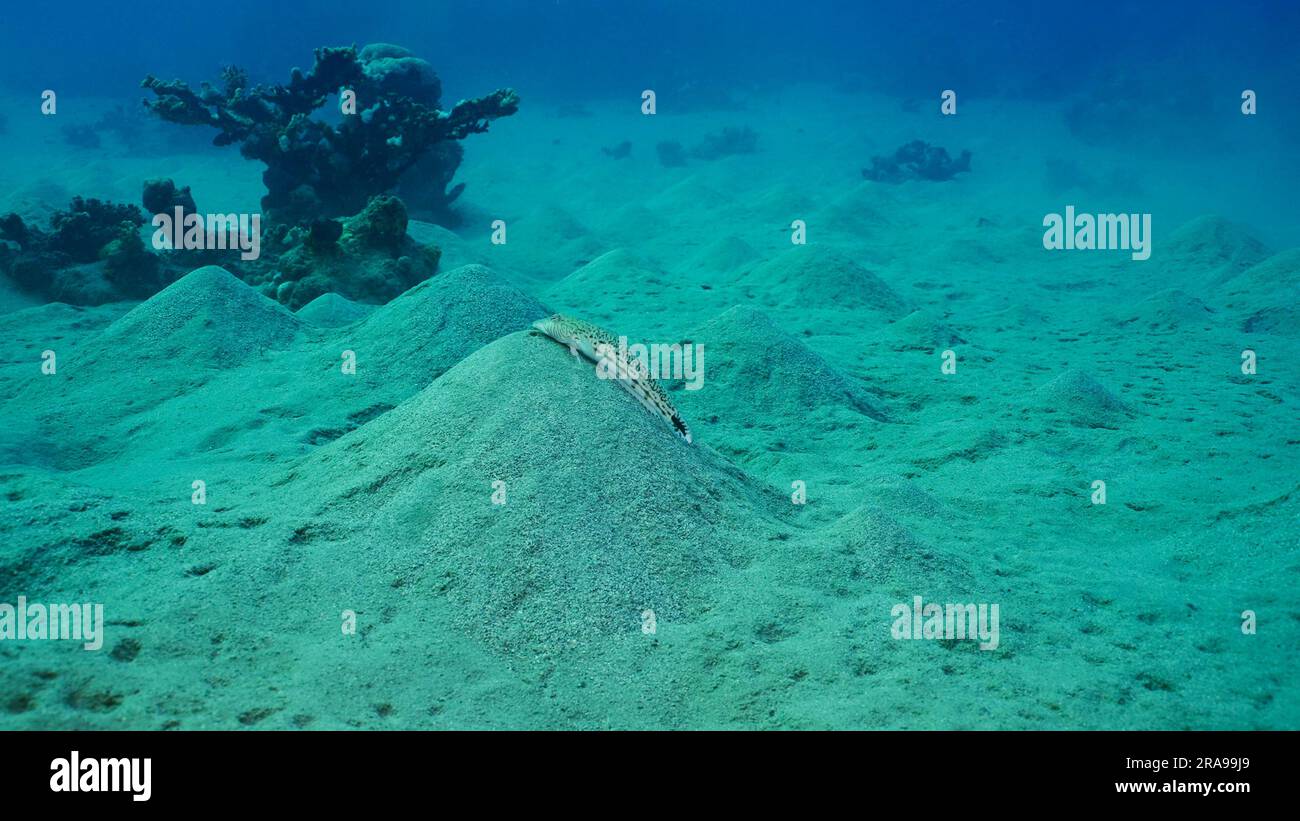 June 17, 2023, Red Sea, Egypt: Sandperch on sandy bottom. Speckled Sandperch or Blacktail grubfish (Parapercis hexophtalma) lies on hilly sands seabed on the depth, Red sea, Egypt (Credit Image: © Andrey Nekrasov/ZUMA Press Wire) EDITORIAL USAGE ONLY! Not for Commercial USAGE! Stock Photo