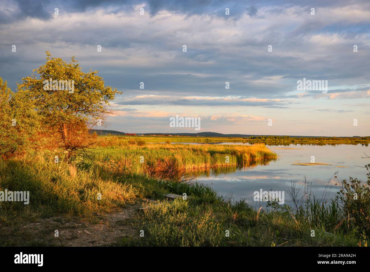 Summer landscape - riverbanks overgrown with reeds, colorful sunset on the river. Stock Photo
