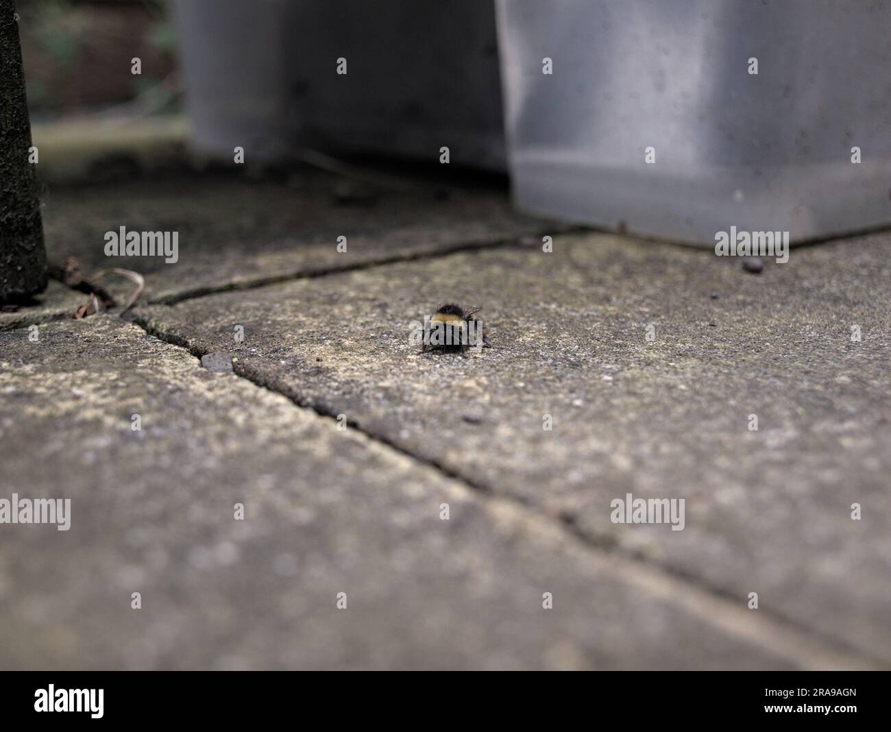Bumble bee resting on paved floor. Stock Photo