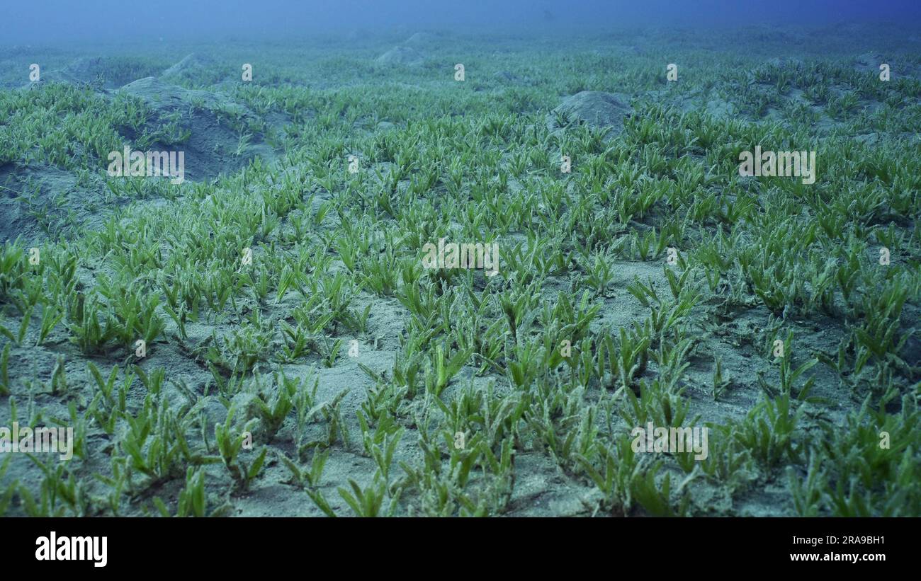 Smooth ribbon seagrass (Cymodocea rotundata), seabed covered with green seagrass. Underwater landscape, Red sea, Egypt Stock Photo