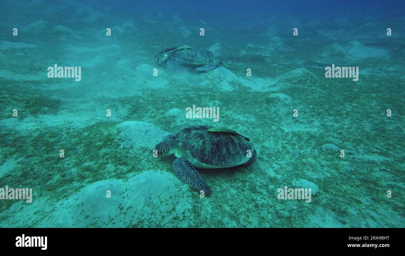 Two Sea turtles graze on the seabed eating green algae. Two Great Green Sea Turtle (Chelonia mydas) with Remorafish on shell eats Smooth ribbon seagra Stock Photo