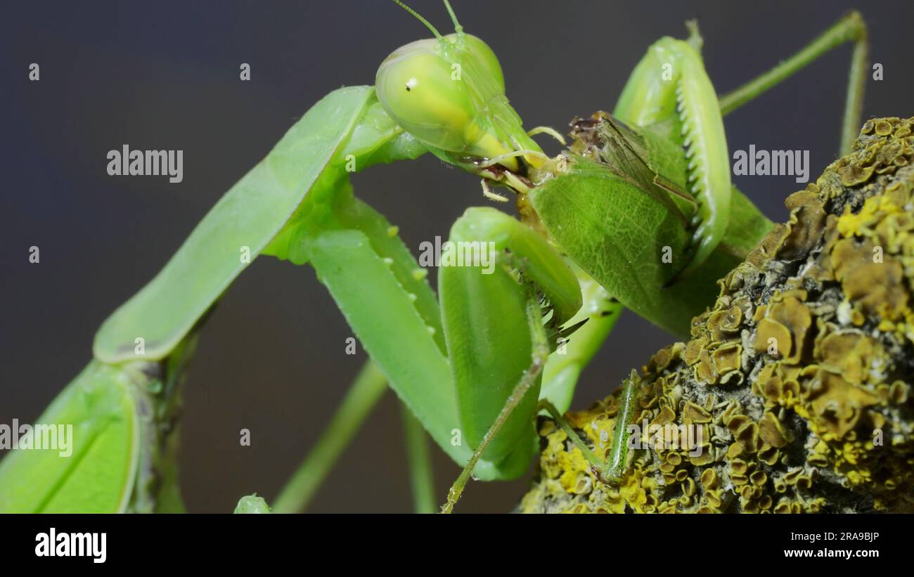 Large female green praying mantis greedily eating green grasshopper sitting on tree branch covered with lichen. Transcaucasian tree mantis (Hierodula Stock Photo