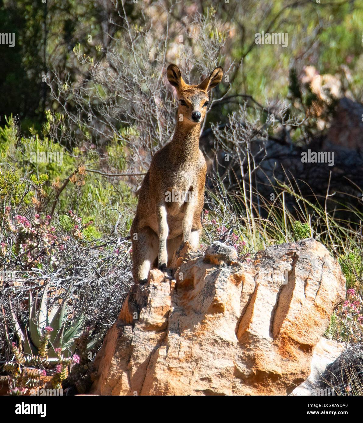 Up on the roof. An observant klipspringer gazes down at Uniondale Poort. Stock Photo