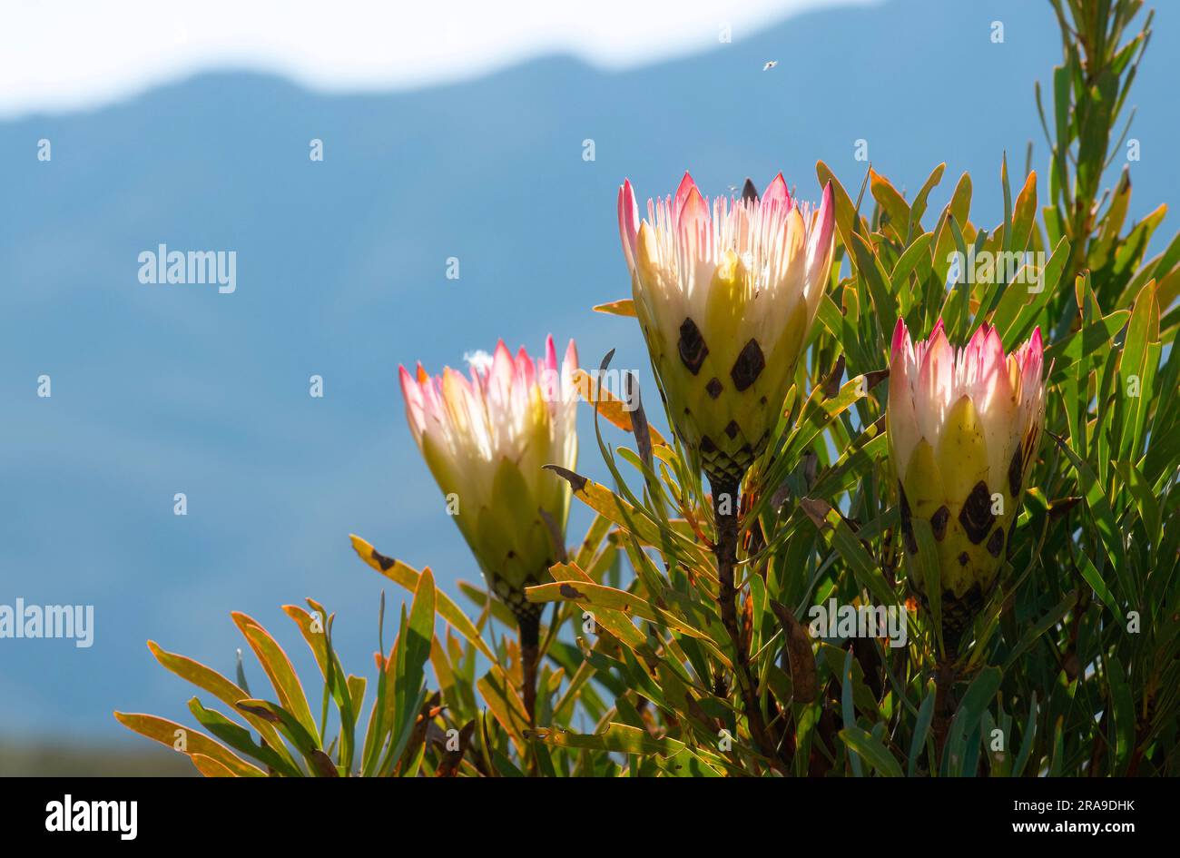 Common sugarbush, also known as the honey protea or suikerbos (Protea repens). near Bo-Kouga. Stock Photo