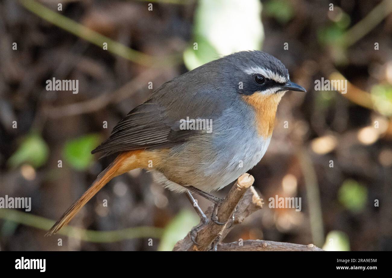 Pretty, inquisitive male Cape robin-chat (Cossypha caffra) in a private ...