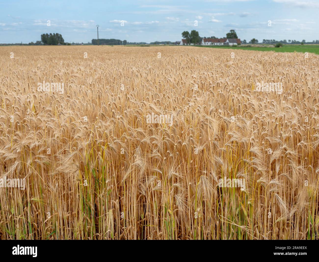barley field in west flanders near brugge and oostende Stock Photo