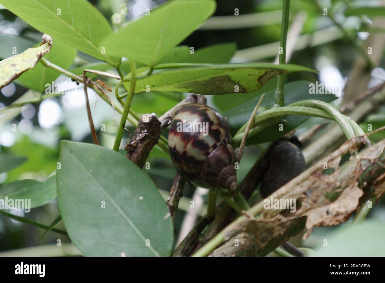 A Giant African land snail inactive and resting on daytime on a Long