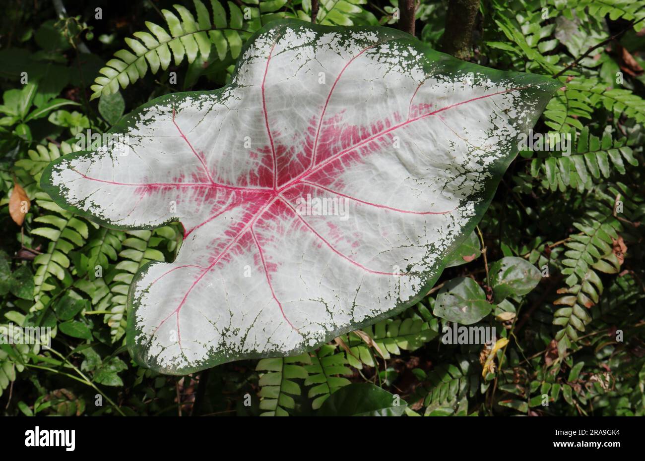 High angle view of a red and white variegated leaf of a Caladium Variety elevated up in a wild area Stock Photo