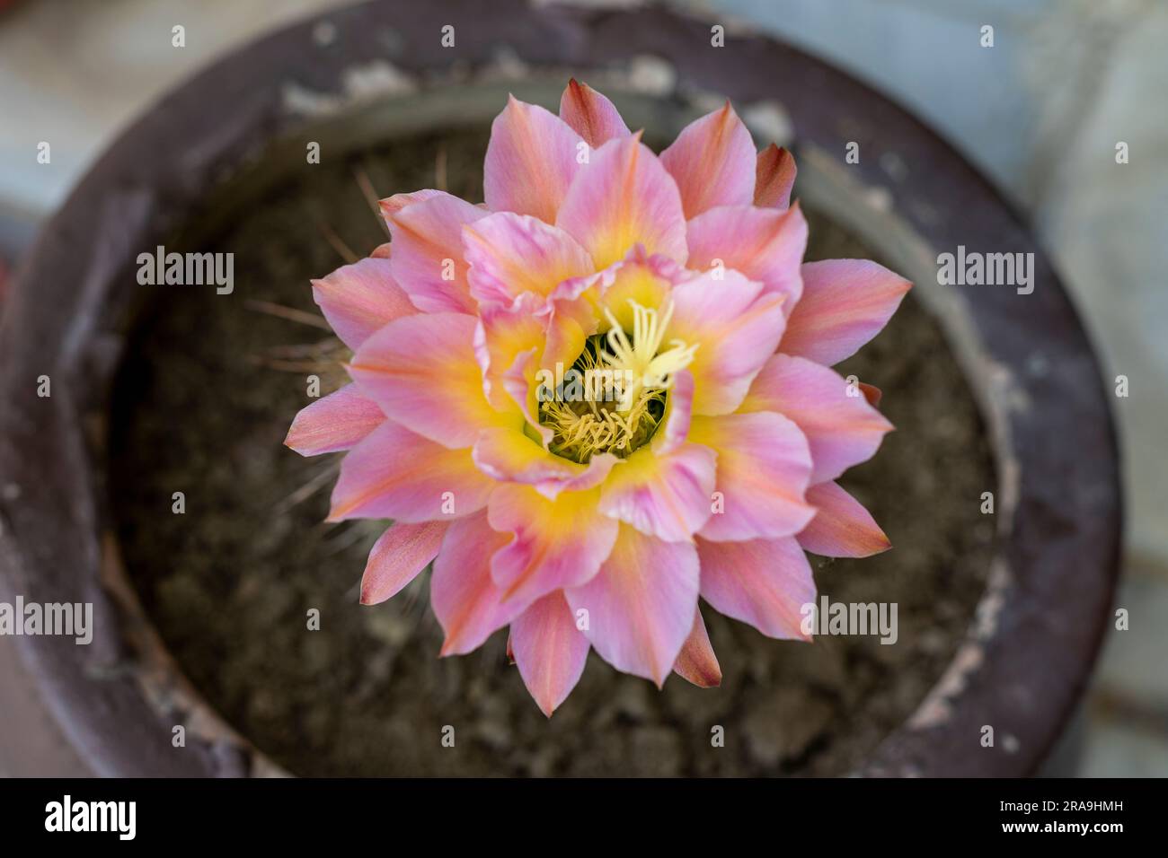 Hybrid Torch Cactus Echinopsis pink flower Stock Photo