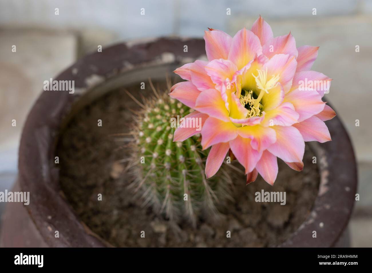 Blooming flowers of pink torch Echinopsis huascha cactus Stock Photo