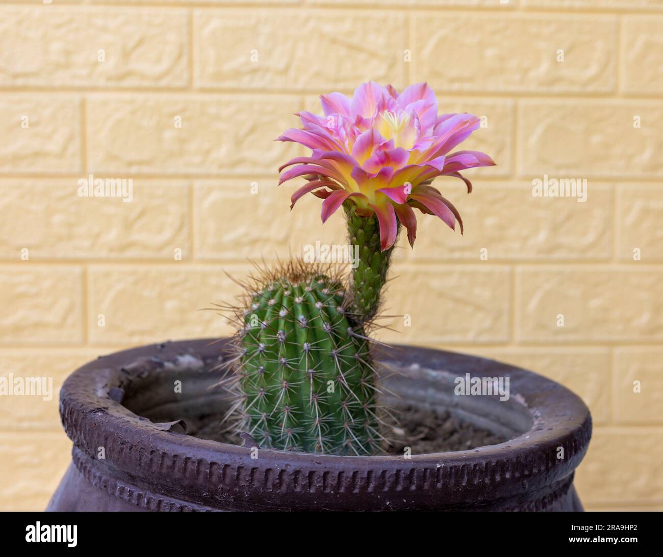 Echinopsis huascha pink flowering cactus in a pot Stock Photo