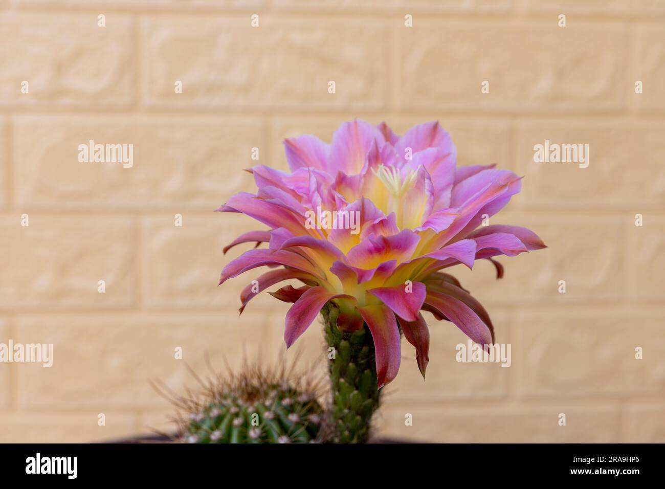 Echinopsis spachiana torch cactus or golden column cactus with flower Stock Photo