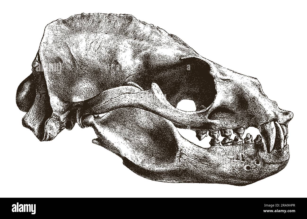 Skull of California sea lion zalophus californianus in side view Stock Vector