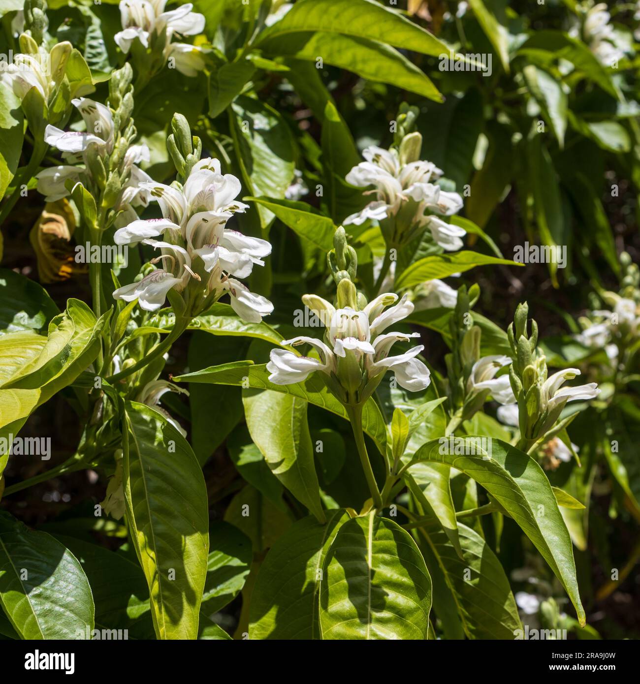 Justicia adhatoda flower and tree.This tree is near the home. Stock Photo