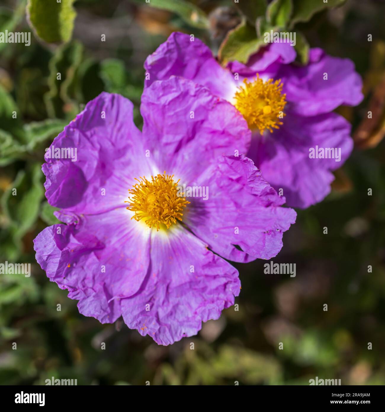 Cistus creticus is a species of shrubby plant in the family Cistaceae. Stock Photo